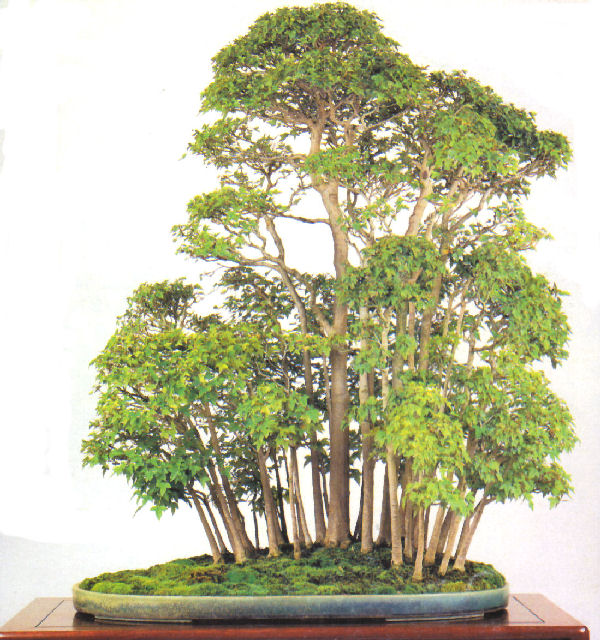 bosco di tassi dalla realtà a bonsai  20091210
