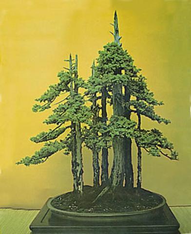 bosco di tassi dalla realtà a bonsai 20093510