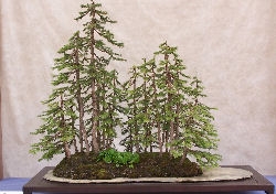 bosco di tassi dalla realtà a bonsai  Bonsai10