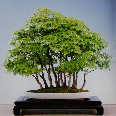 bosco di tassi dalla realtà a bonsai Bosco_10