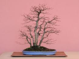 bosco di tassi dalla realtà a bonsai  Images10
