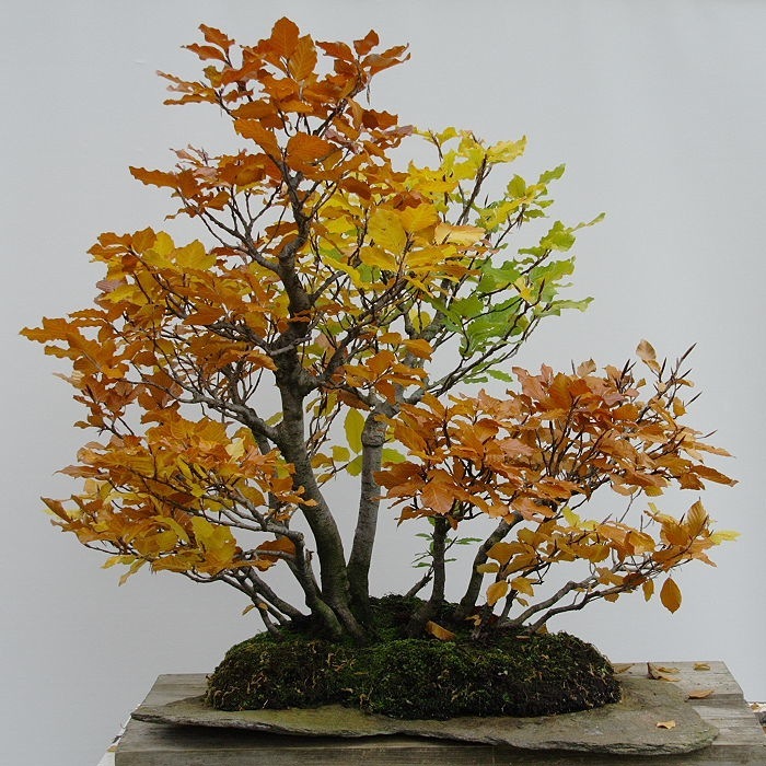 bosco di tassi dalla realtà a bonsai  Img_0110