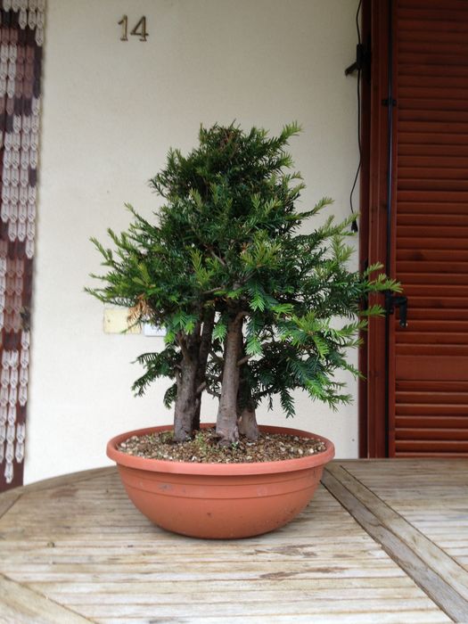 bosco di tassi dalla realtà a bonsai  Img_1616