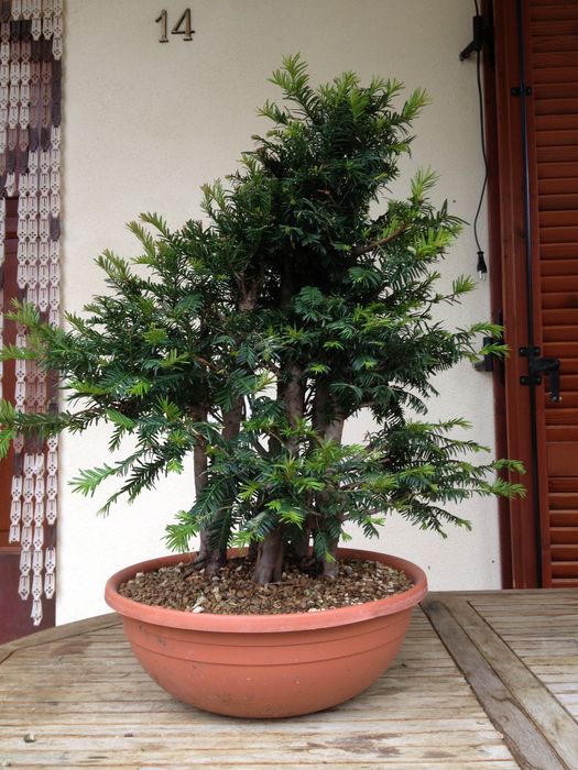 bosco di tassi dalla realtà a bonsai  Img_1617