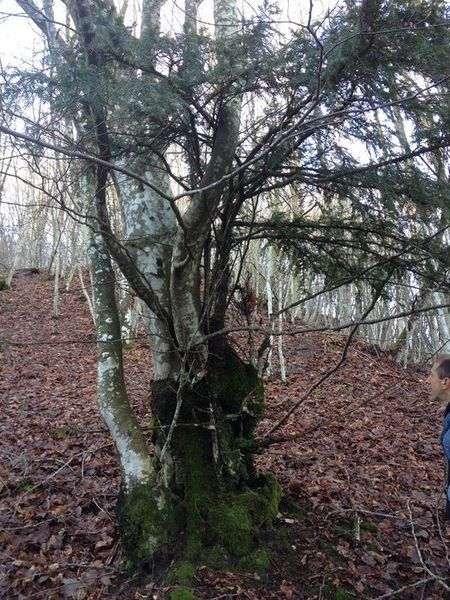 bosco di tassi dalla realtà a bonsai Img_2612