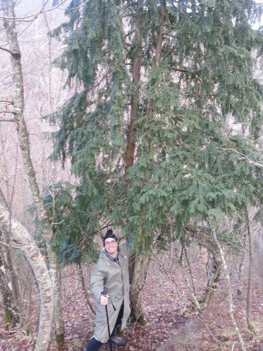 bosco di tassi dalla realtà a bonsai Img_2620