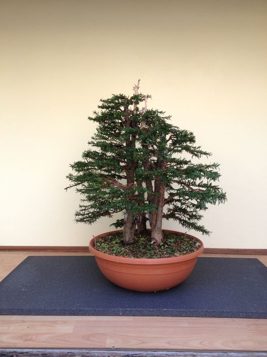 bosco di tassi dalla realtà a bonsai  Img_2810