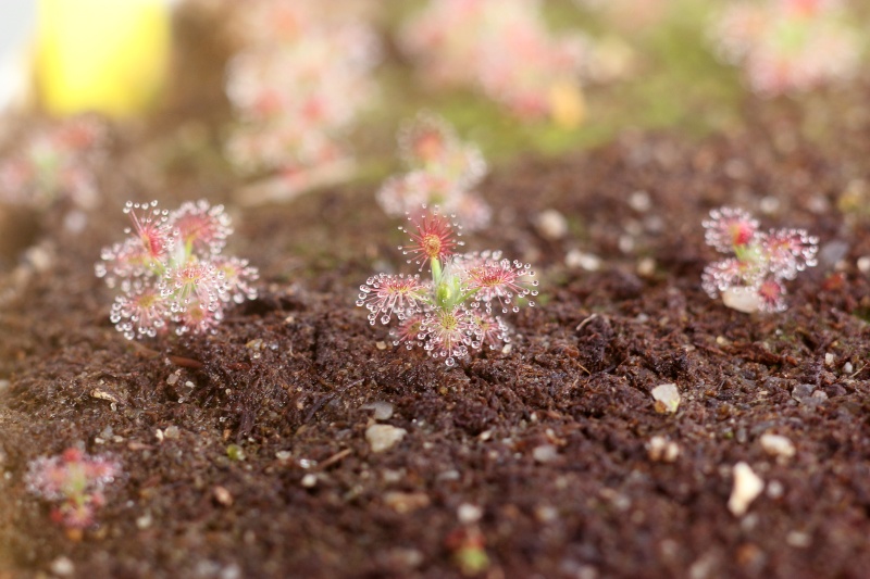 Drosera pygmées Droser13