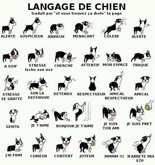 Le langage du chien Langag10