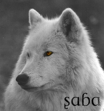 Saba's Bio Sabaa10