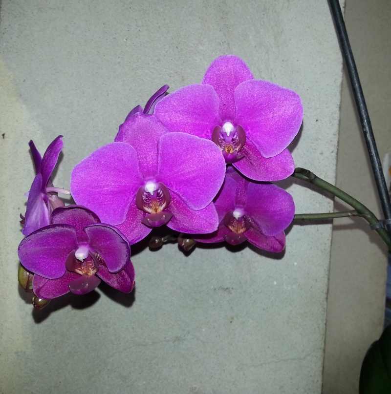 Vos orchidées  - Page 10 20140119