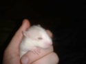 Recherche raton femelle (76) 13886817