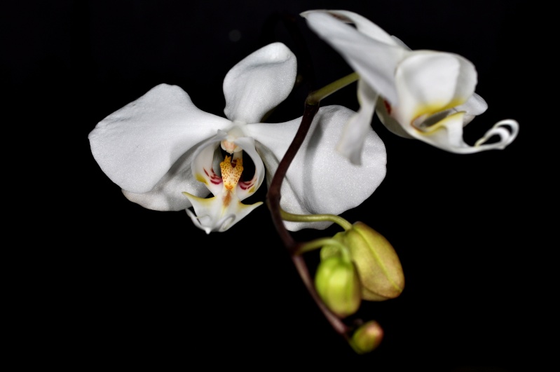 phalaenopsis sanderiana alba Sander10
