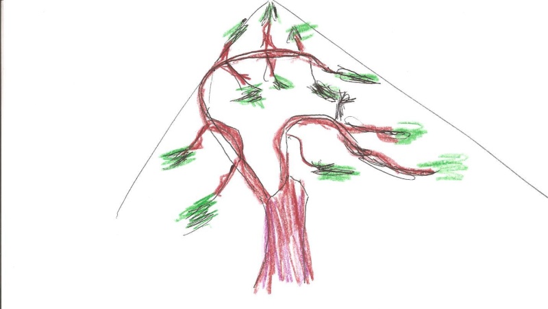 Chamaecyparis (??) Albero10