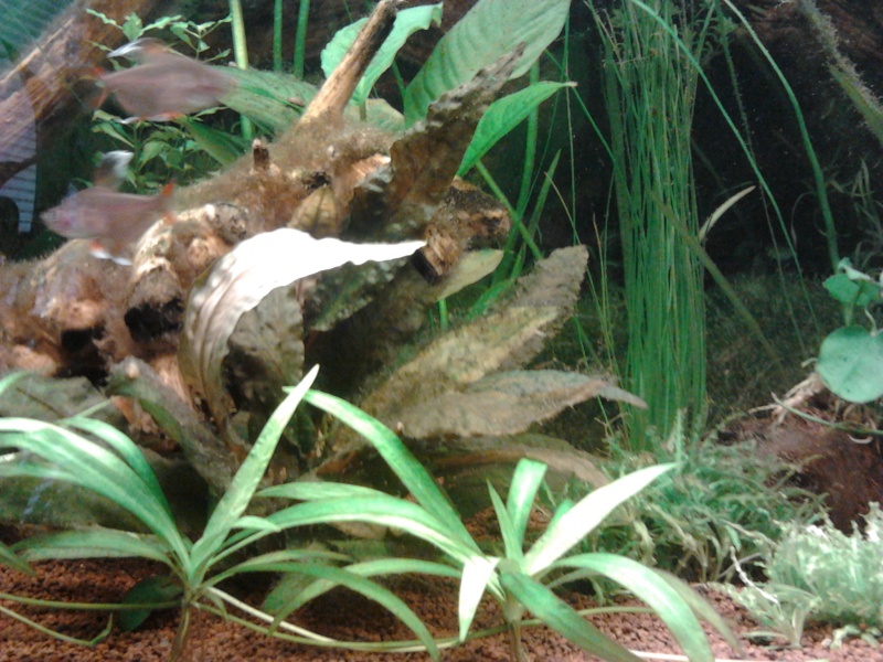 Mon premier aquarium - Page 2 2014-019