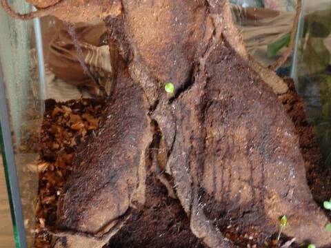 [En cours] Terrarium tropical arboricole pour H.lunula