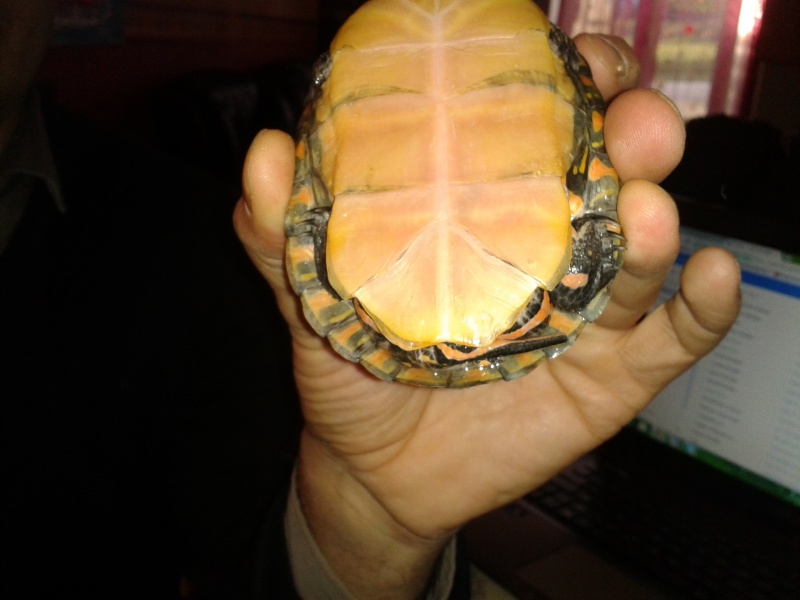 tortue blessée au cou 2013-113