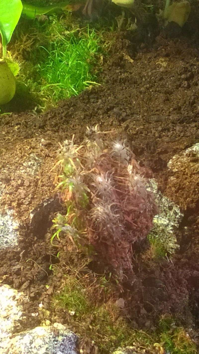 Drosera Scorpioide : tire la tronche et blanchi Wp_20142