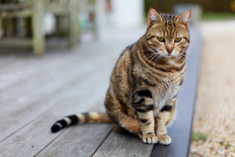 Training für Rosenpfote Katze_16