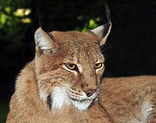 Der Luchs (Lynx) 220px-10