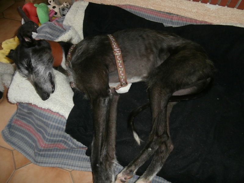 Riberi galgos barbudos à l'adoption Scooby France Adopté - Page 6 P4140010