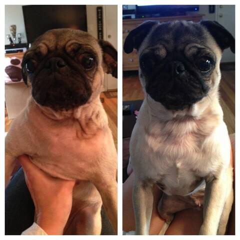 Pug losing store hair