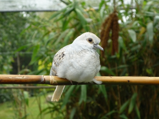 colombe diamant dans mon parc 00310