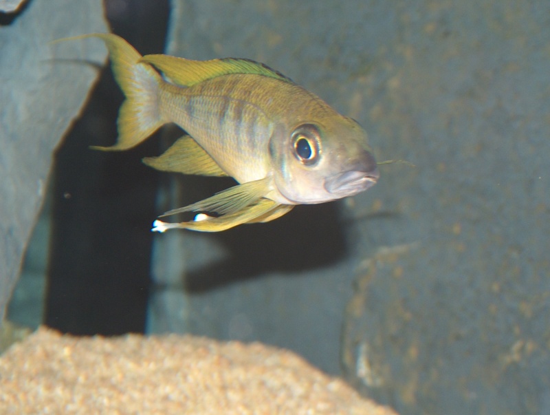 Ophtalmotilapia nasuta sela Hpim3911