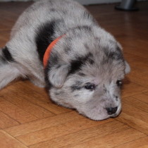 akita - Caractère croisement akita, labrador et berger australien Nino10