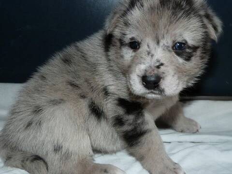 Nino Mon Batard Akita Inu Croisé Labradorberger Australien