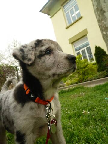Nino Mon Batard Akita Inu Croisé Labradorberger Australien