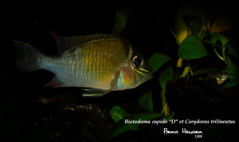 On ne s'ennuis pas en aquariophilie/ aquarium 830 litres - Page 3 Bio710