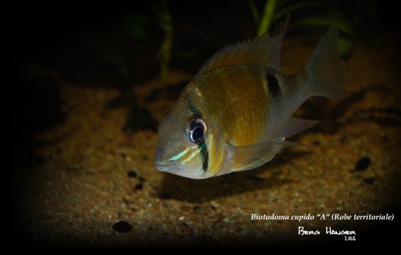On ne s'ennuis pas en aquariophilie/ aquarium 830 litres - Page 3 Bio810