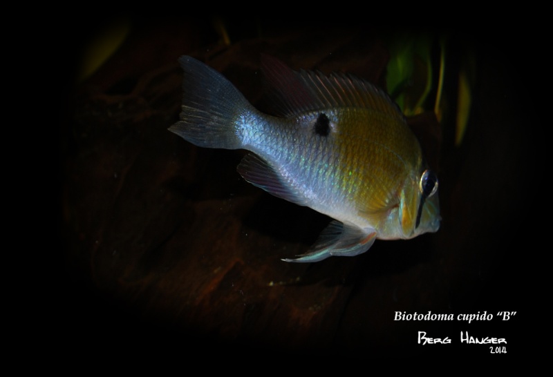 On ne s'ennuis pas en aquariophilie/ aquarium 830 litres - Page 3 Bio910