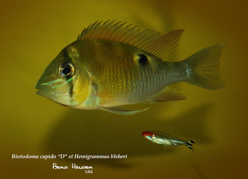 On ne s'ennuis pas en aquariophilie/ aquarium 830 litres - Page 3 Bio9b10