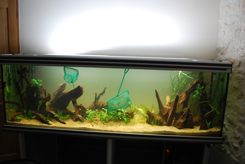 On ne s'ennuis pas en aquariophilie/ aquarium 830 litres Dsc_0310