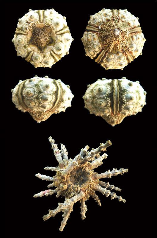 Cidaroida - Cidaridae - Plococidaris verticillata (Lamarck, 1816) Plocod10