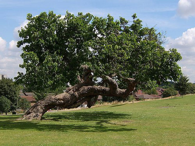 Alberi…Energia vitale per l'uomo!!! 20121061