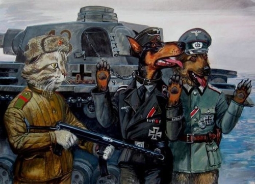 Cats durig the war. Cat fighst. War og cats and dogs. 00512910