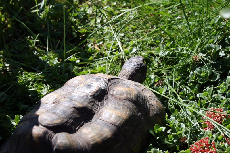 Espece de ma tortue - Page 2 Img_6315