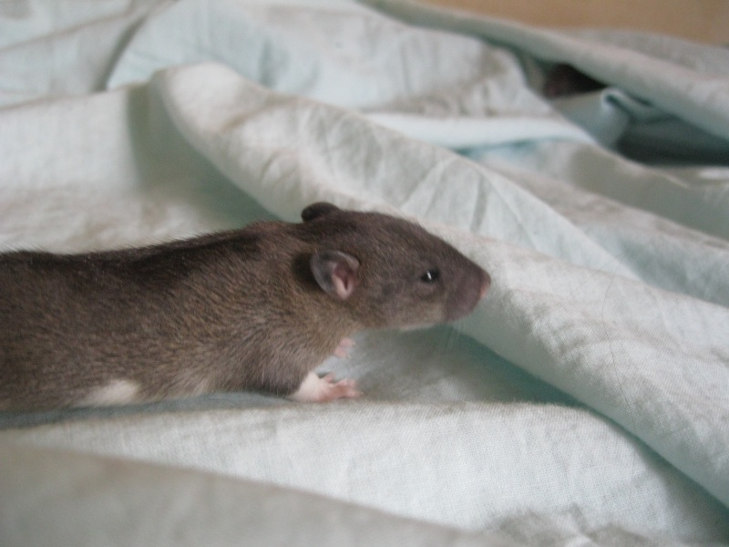 6 ratons (bleu agouti irish xXx irish noire) Img_4814