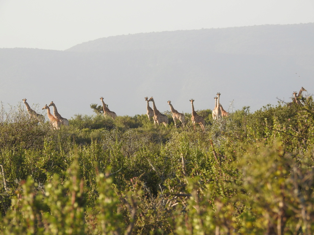 Safari photo/chasse en Afrique du Sud Dscn2111