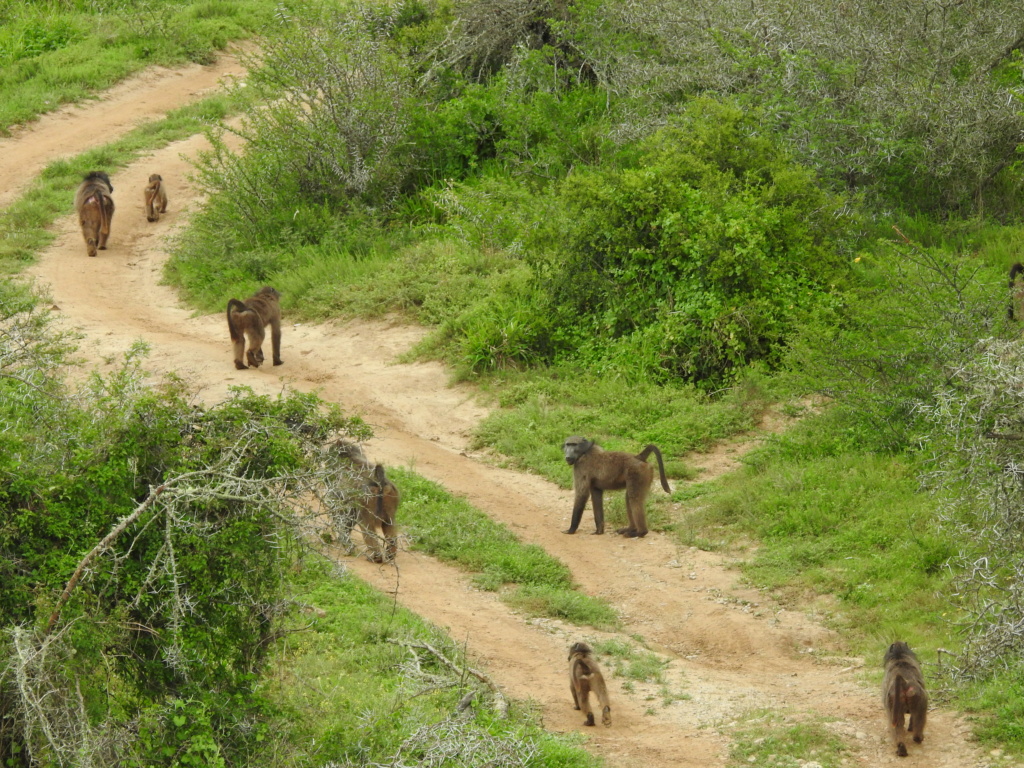 Safari photo/chasse en Afrique du Sud Dscn2211