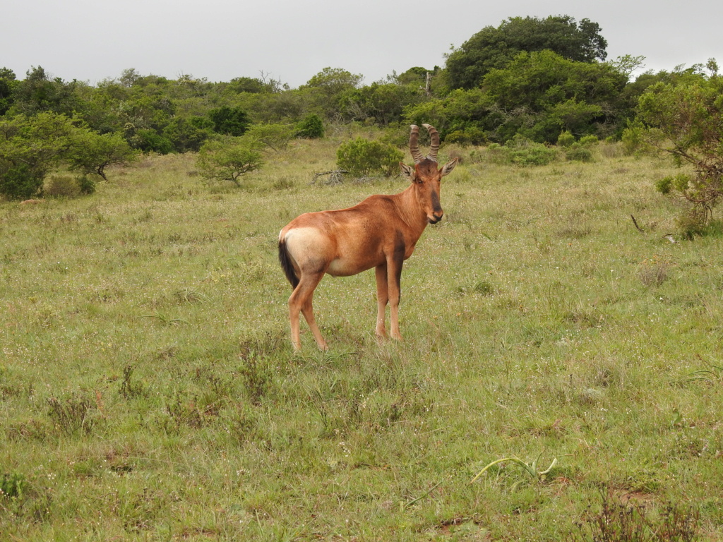 Safari photo/chasse en Afrique du Sud Dscn2217
