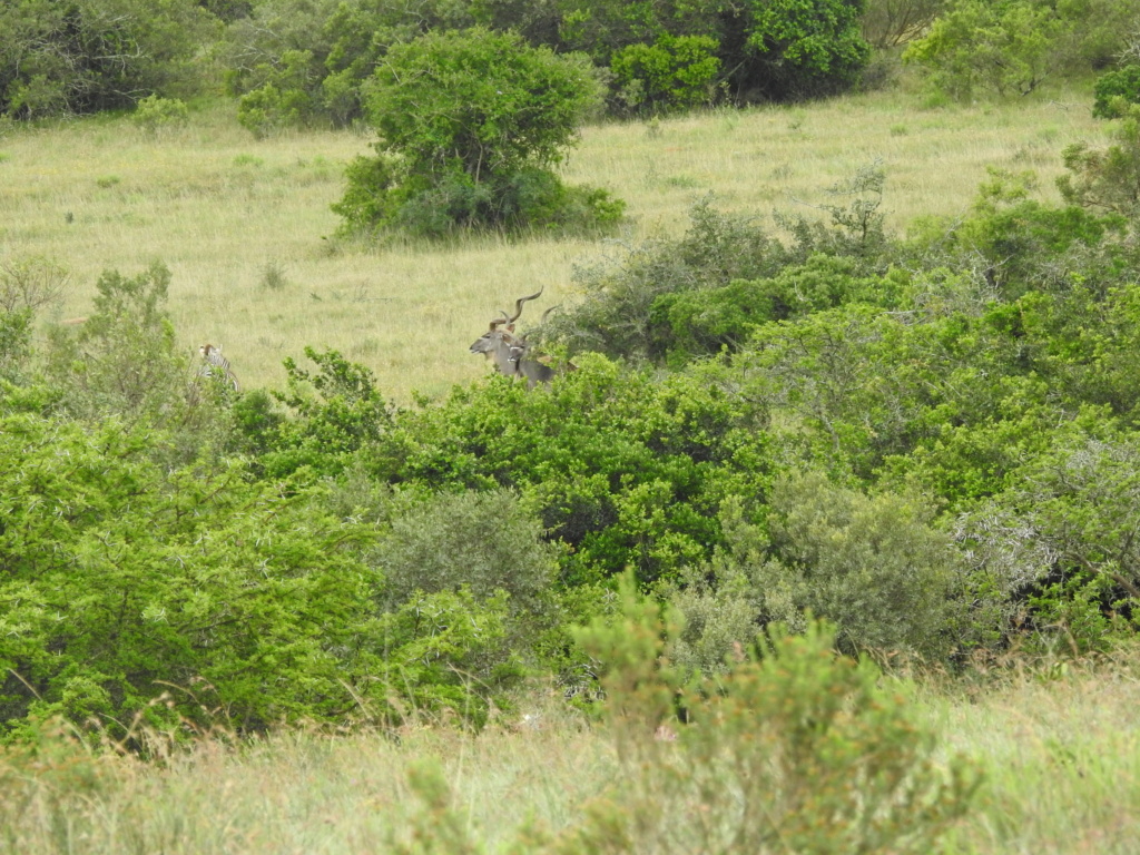 Safari photo/chasse en Afrique du Sud Dscn2218