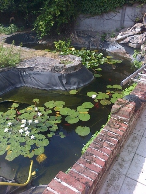 Bassin du jardin en beton et resine Sans-t10