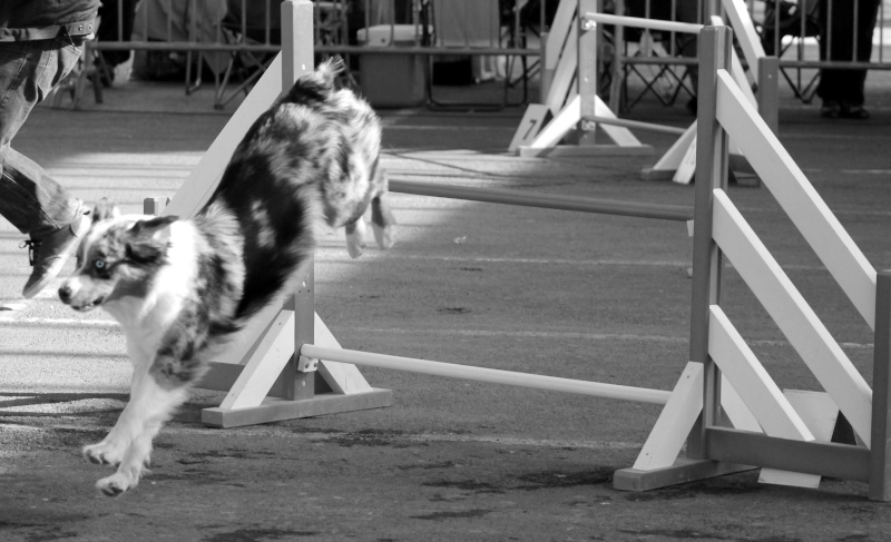 Concours Agility (19) + photos Img_0311