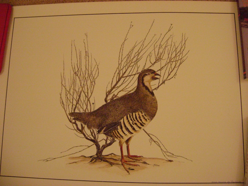 Help ID Bird Prints Vintag57