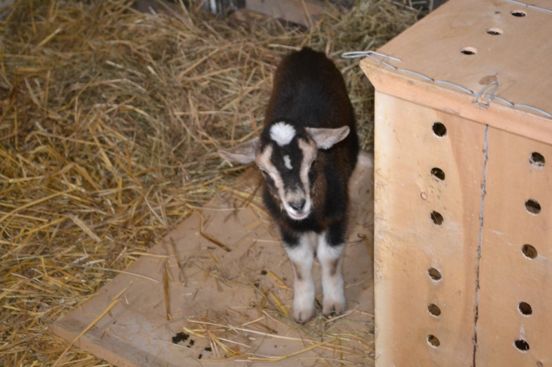 chevreau de 1 mois Dsc_0111