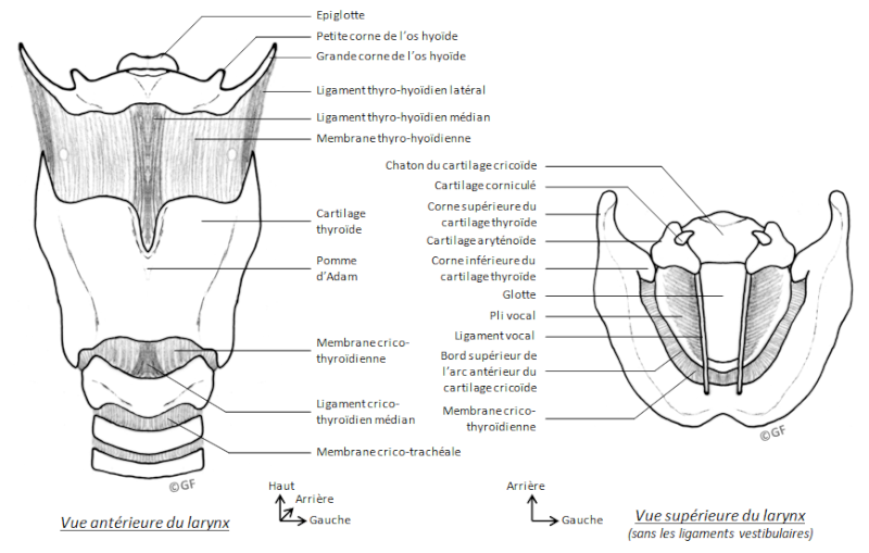 Cartilage larynx  Larynx10